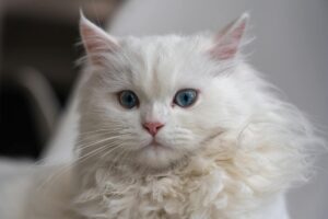 What Is the Curly Haired Cat Breed With Blue Eyes - Featured image