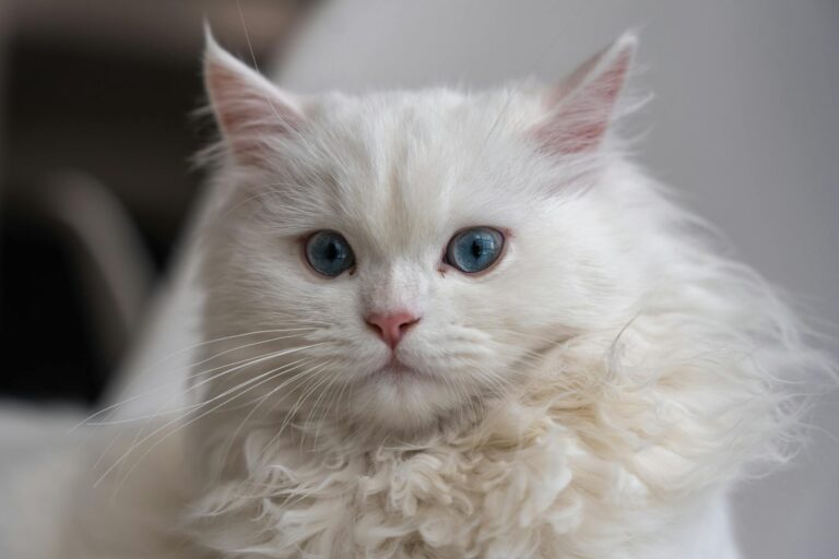 What Is the Curly Haired Cat Breed With Blue Eyes - Featured image