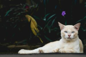 What Is the Easiest Blue Eyed Cat Breed to Care For - Featured image
