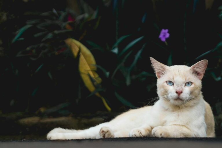 What Is the Easiest Blue Eyed Cat Breed to Care For - Featured image