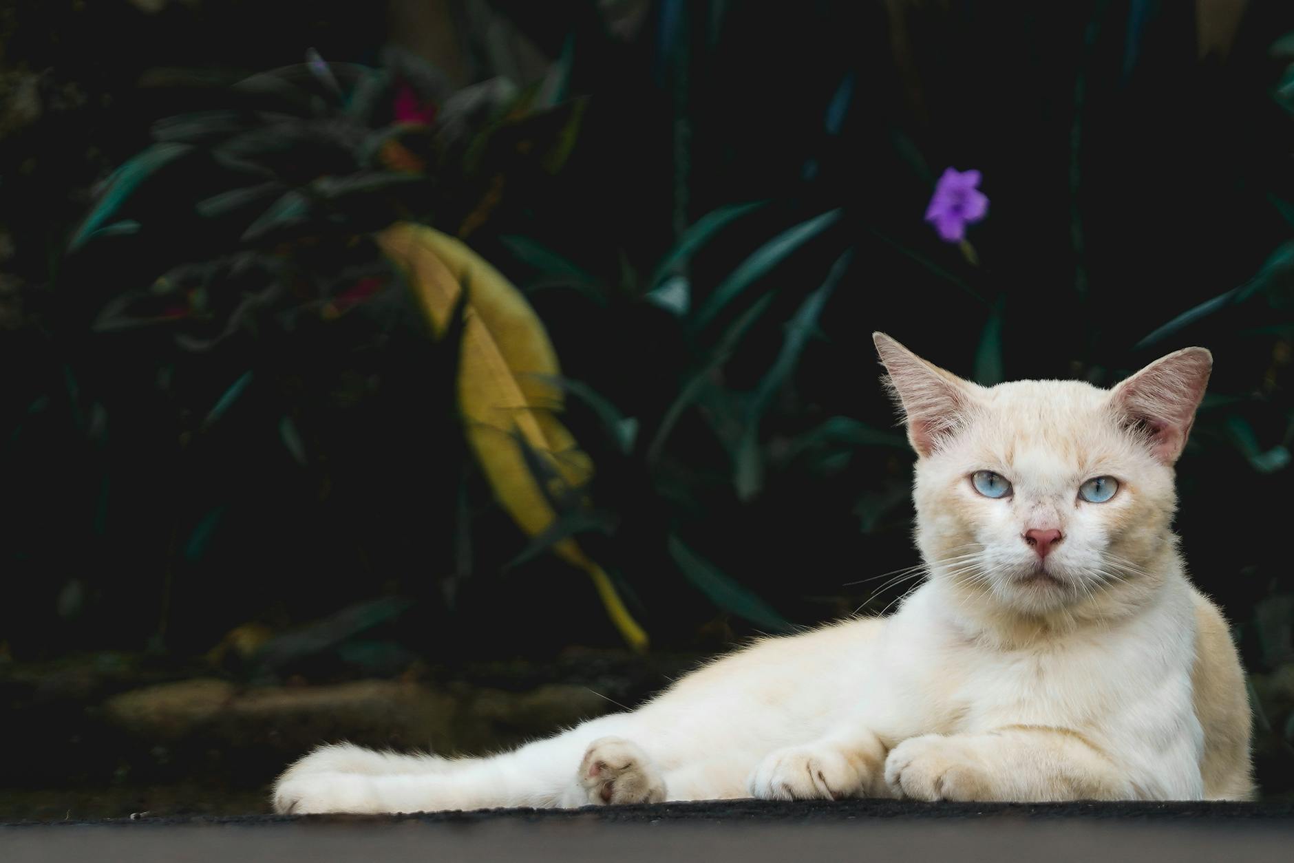 What Is the Easiest Blue Eyed Cat Breed to Care For - Featured image