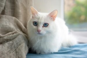 What Is the Friendliest Blue Eyed Cat Breed - Featured image