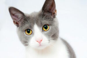 What Is the Grey and White Cat Breed With Blue Eyes - Featured image