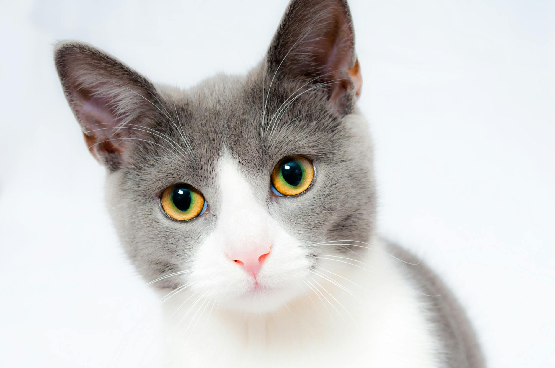 What Is the Grey and White Cat Breed With Blue Eyes - Featured image