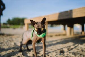 What Is the Hairless Cat Breed With Blue Eyes - Featured image