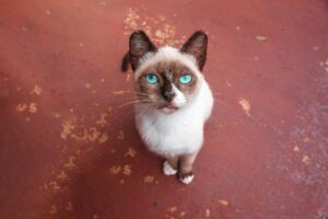 What Is the Loudest Blue Eyed Cat Breed - Featured image