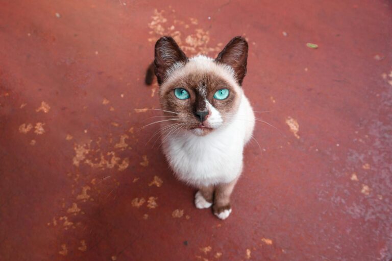 What Is the Loudest Blue Eyed Cat Breed - Featured image