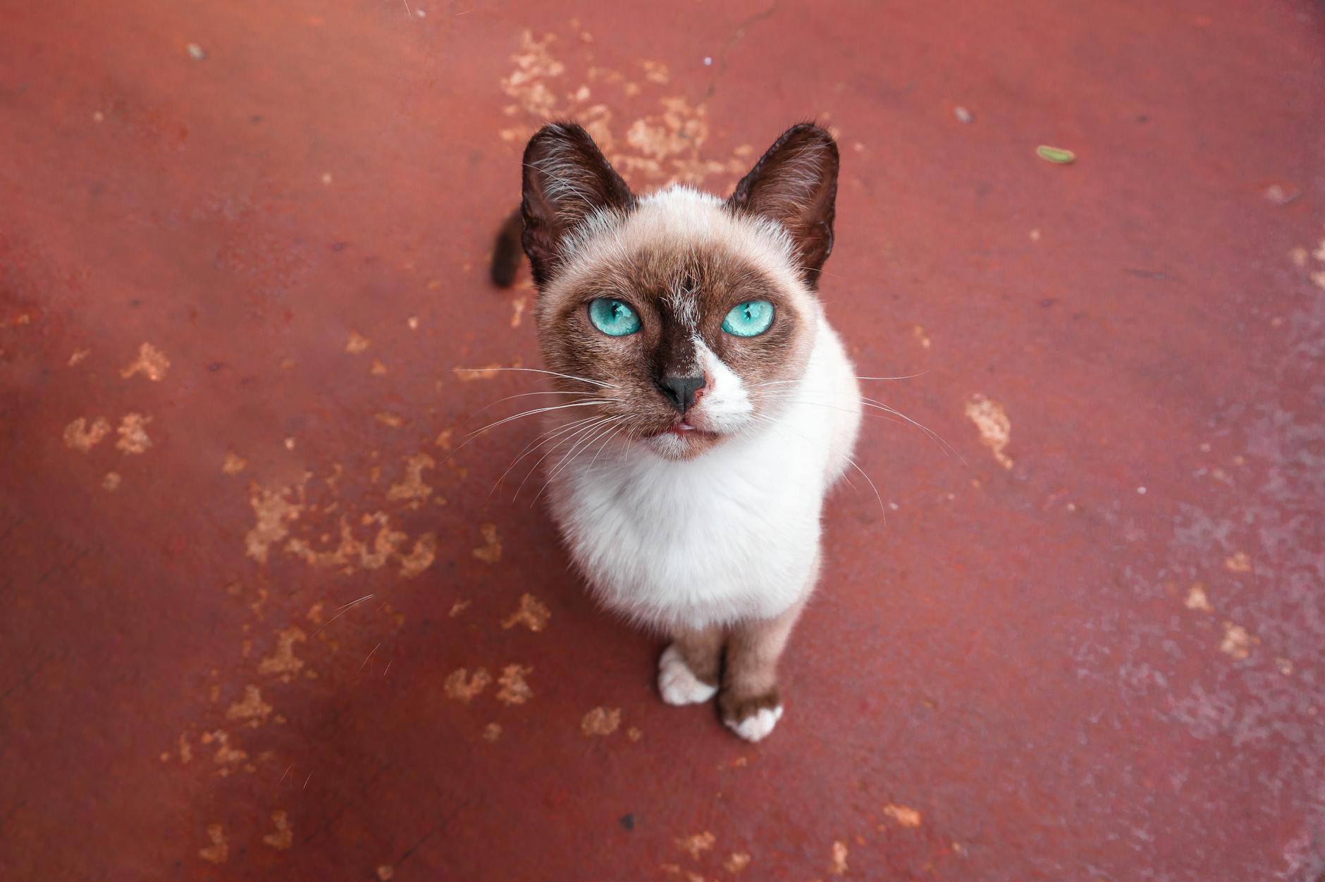 What Is the Loudest Blue Eyed Cat Breed - Featured image