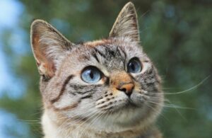 What Is the Lynx Point Cat With Blue Eyes Called - Featured image