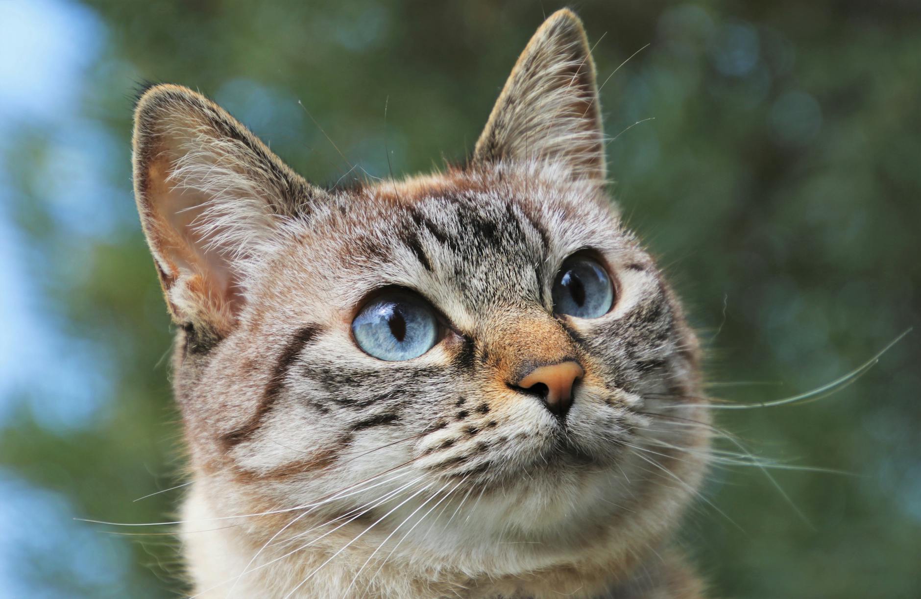 What Is the Lynx Point Cat With Blue Eyes Called - Featured image