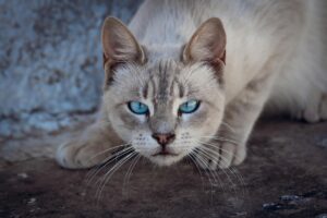 What Is the Most Affectionate Blue Eyed Cat Breed - Featured image