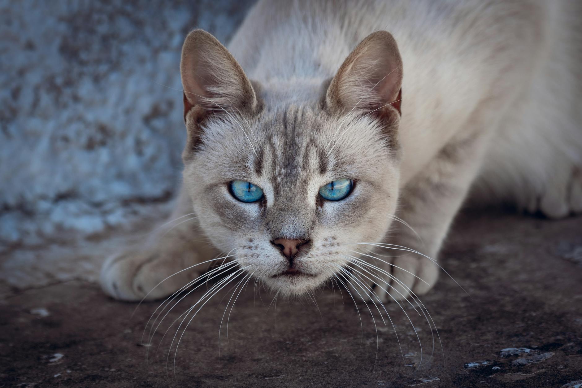 What Is the Most Affectionate Blue Eyed Cat Breed - Featured image