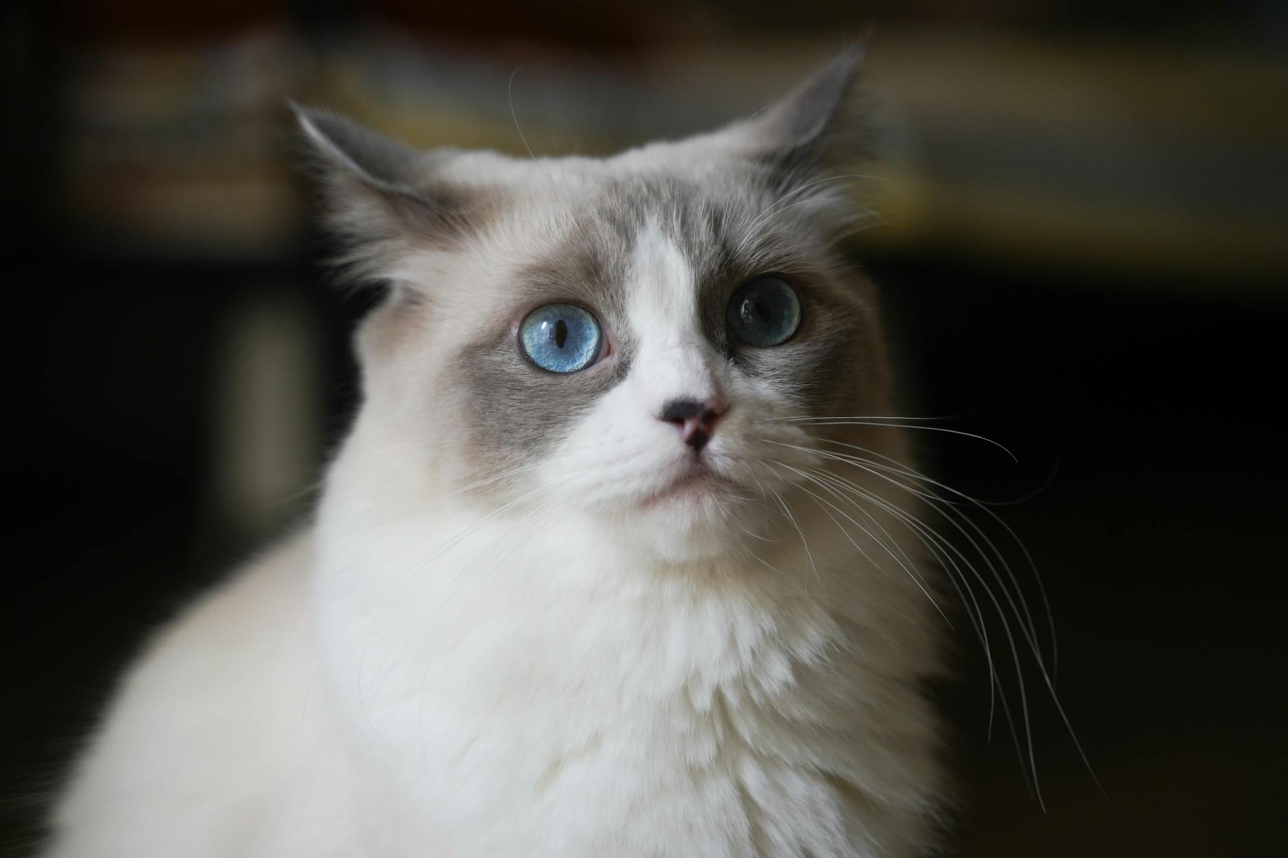 What Is the Most Expensive Blue Eyed Cat Breed - Featured image