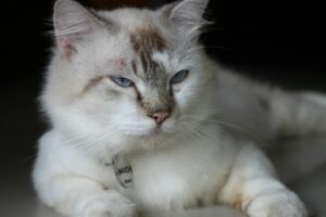 What Is the Most Playful Blue Eyed Cat Breed - Featured image