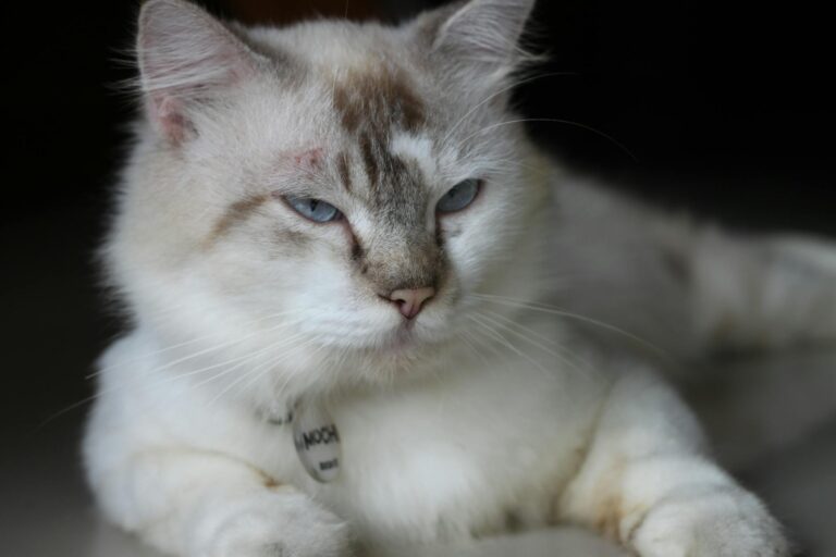 What Is the Most Playful Blue Eyed Cat Breed - Featured image