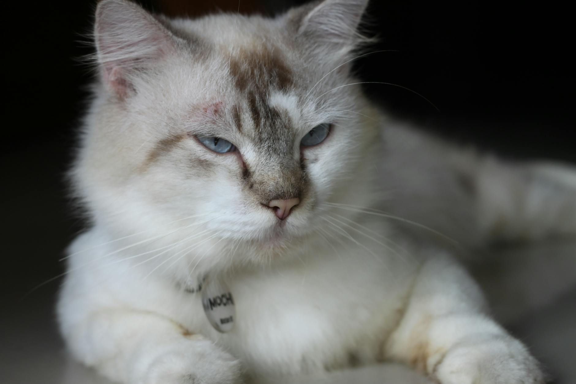 What Is the Most Playful Blue Eyed Cat Breed - Featured image