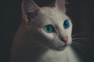 What Is the Most Popular Blue Eyed House Cat Breed - Featured image