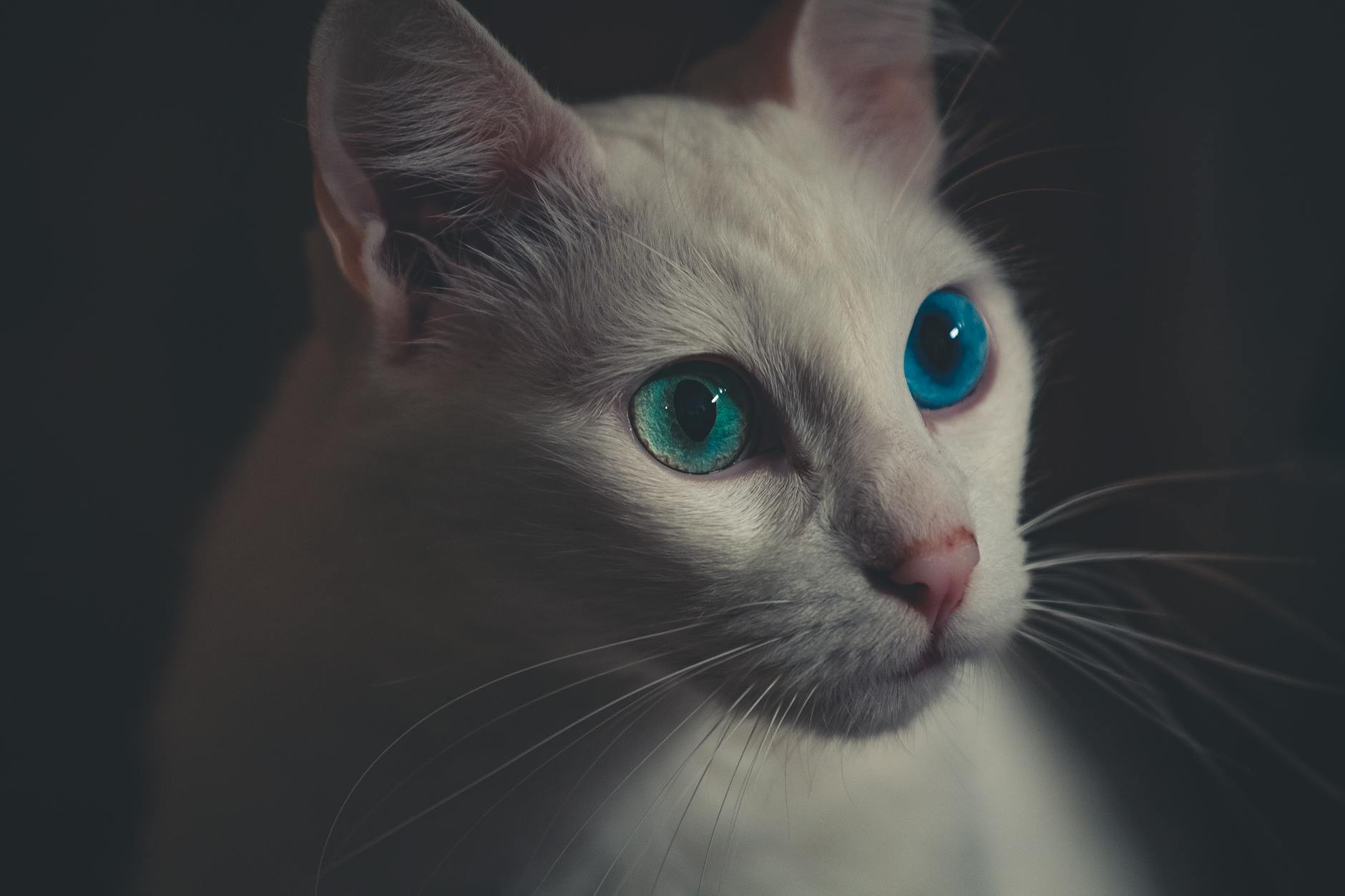 What Is the Most Popular Blue Eyed House Cat Breed - Featured image