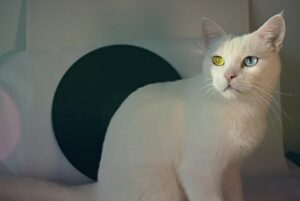 What Is the Quietest Blue Eyed Cat Breed - Featured image