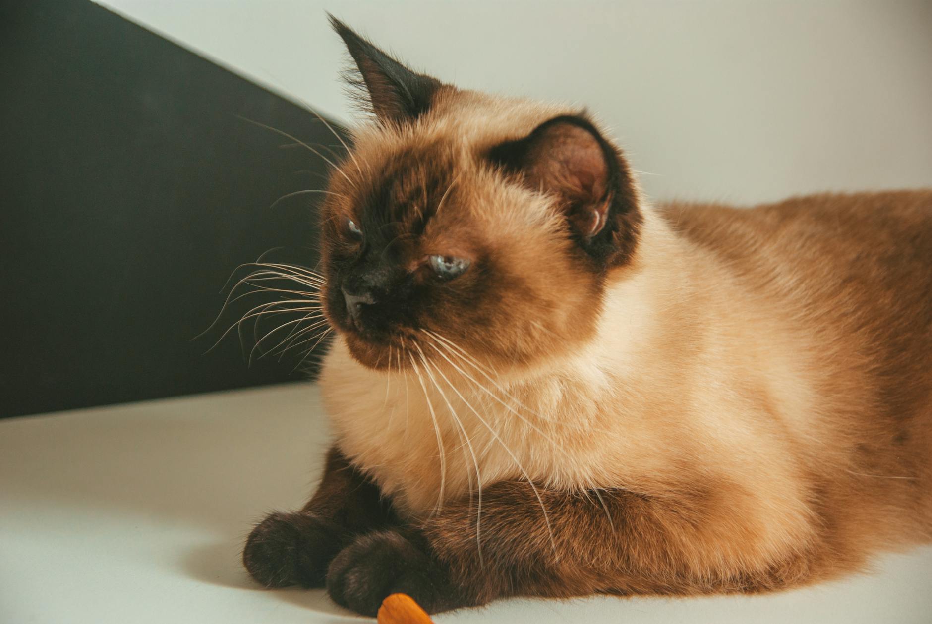 What Is the Seal Point Cat With Blue Eyes Called - Featured image