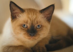 What Is the Small House Cat Breed With Blue Eyes - Featured image