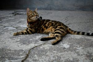 What Is the Spotted Cat Breed With Blue Eyes - Featured image