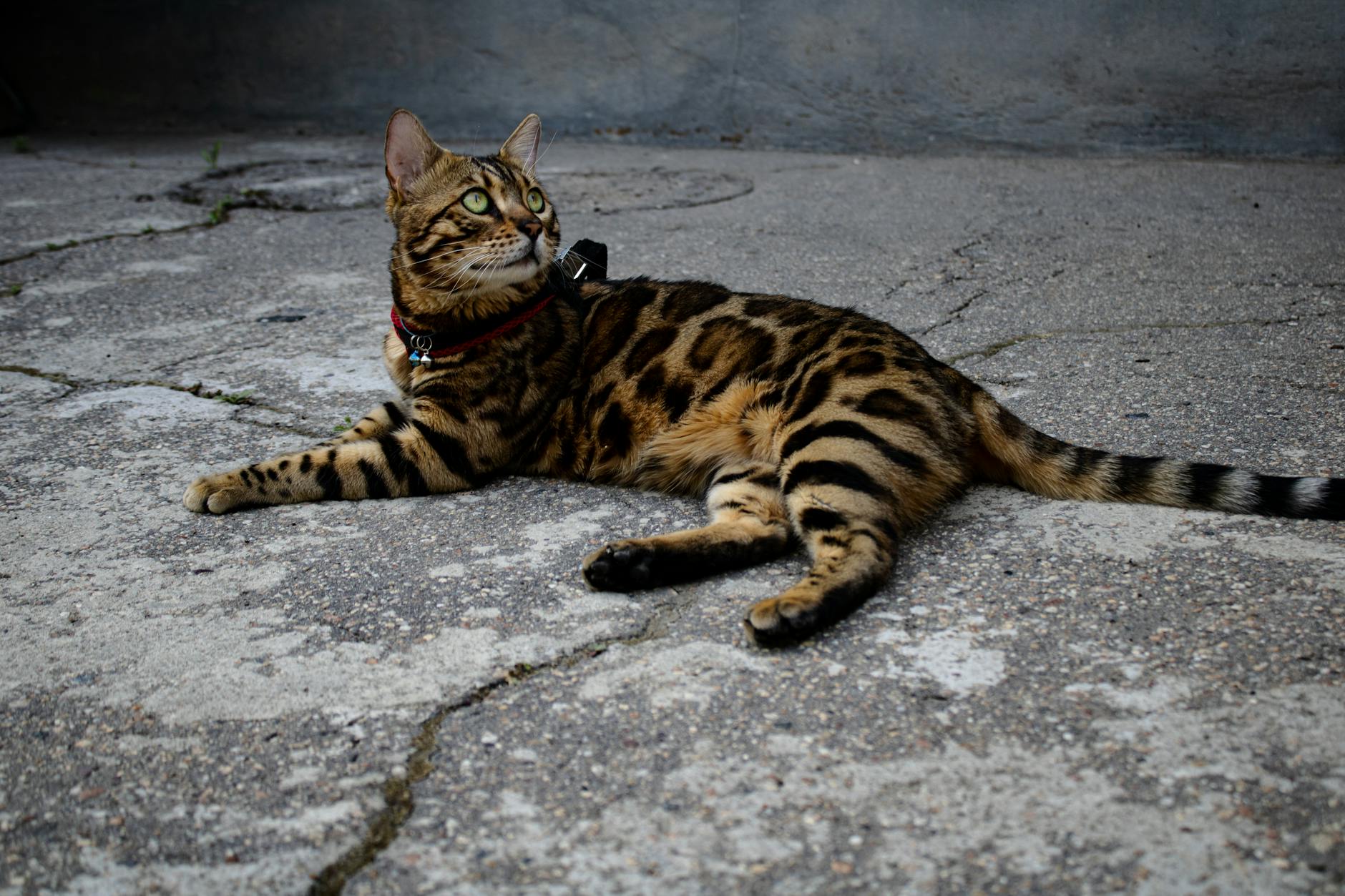 What Is the Spotted Cat Breed With Blue Eyes - Featured image