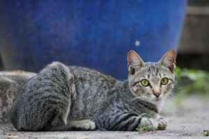 What Is the Striped Cat Breed With Blue Eyes - Featured image