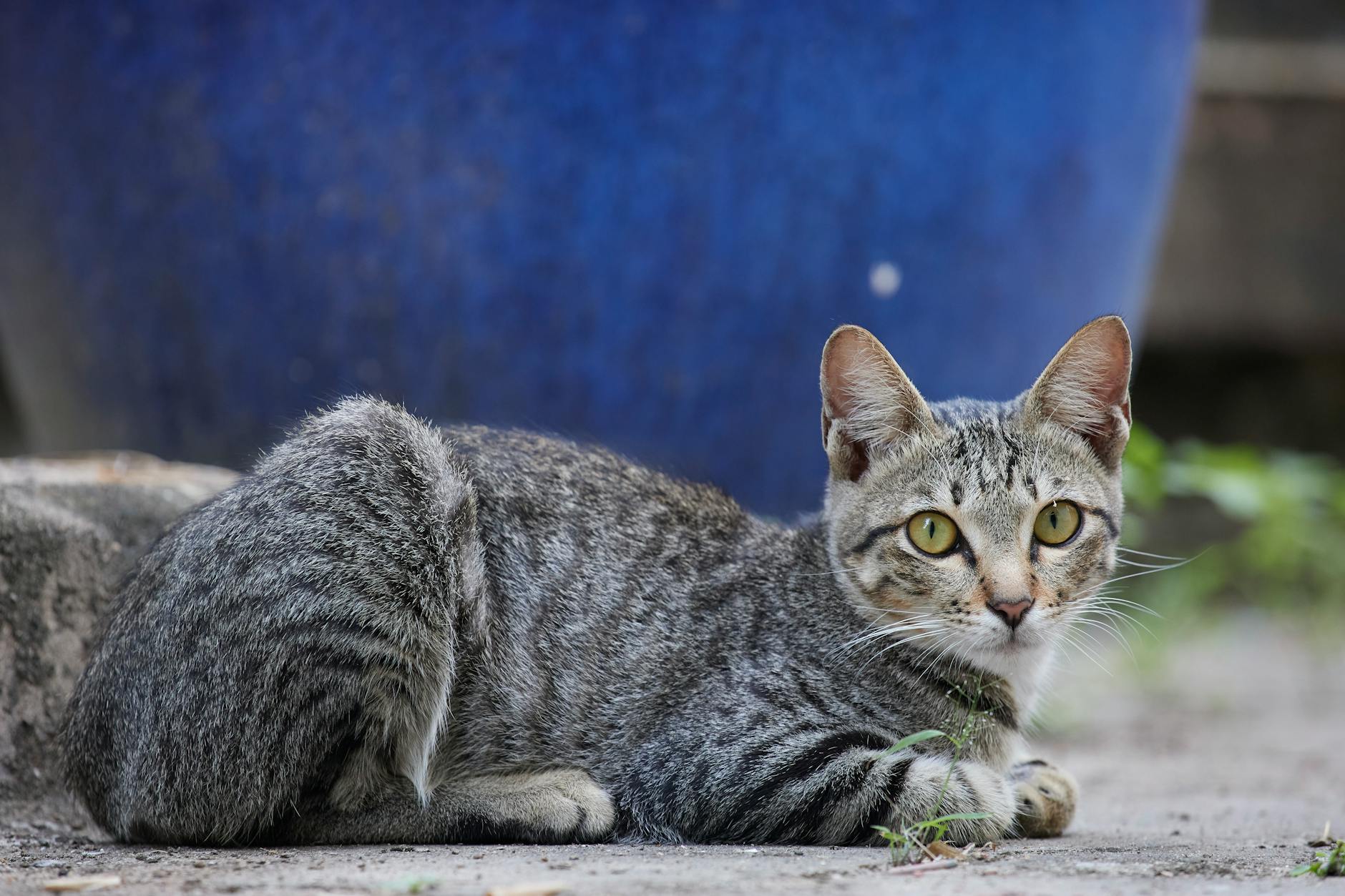 What Is the Striped Cat Breed With Blue Eyes - Featured image