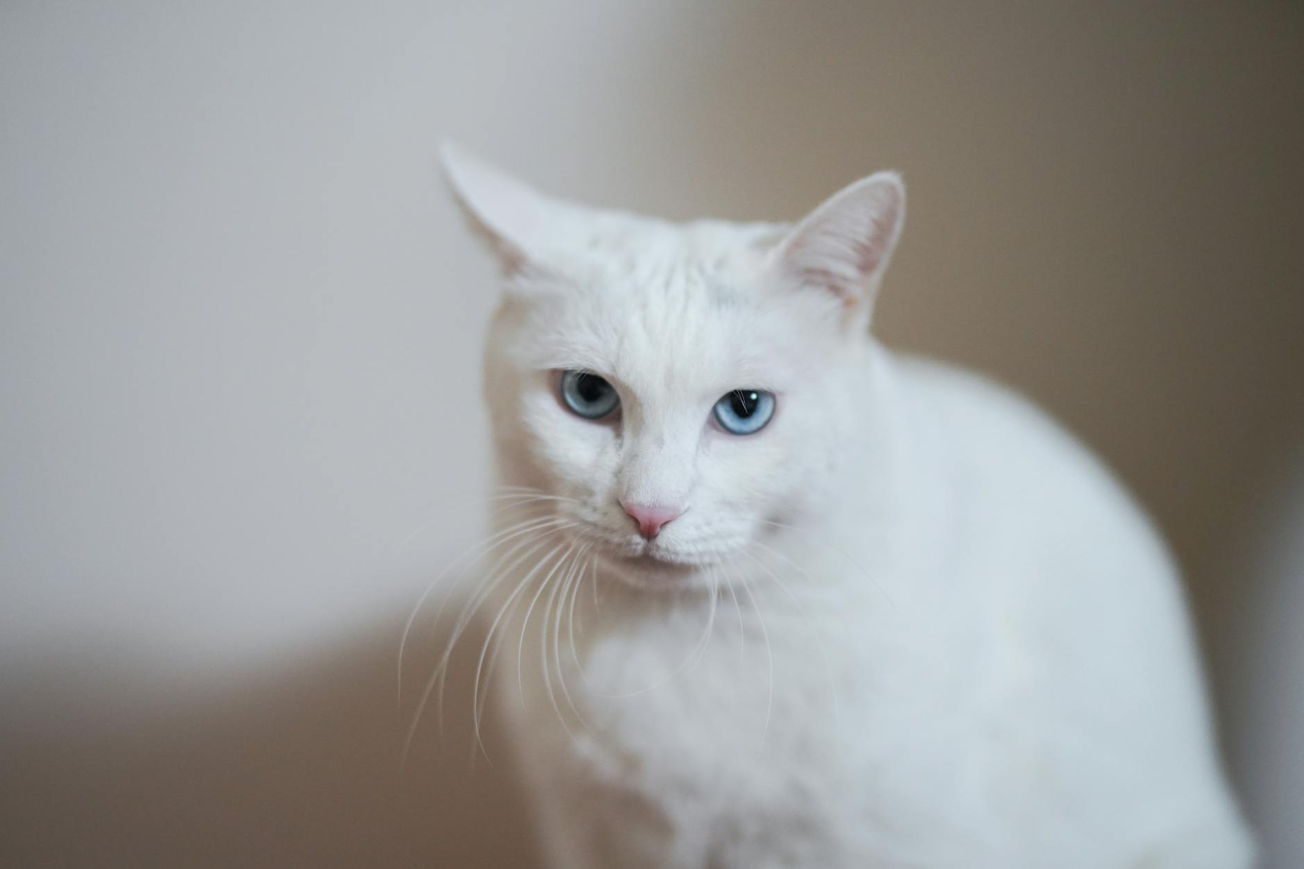 What Is the White Fluffy Cat Breed With Blue Eyes - Featured image