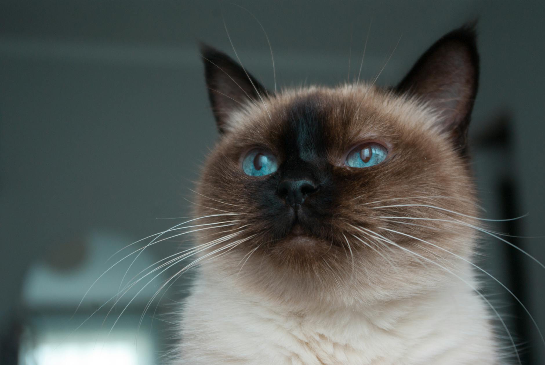 What Makes Colorpoint Fur Different From Other Cat Patterns?