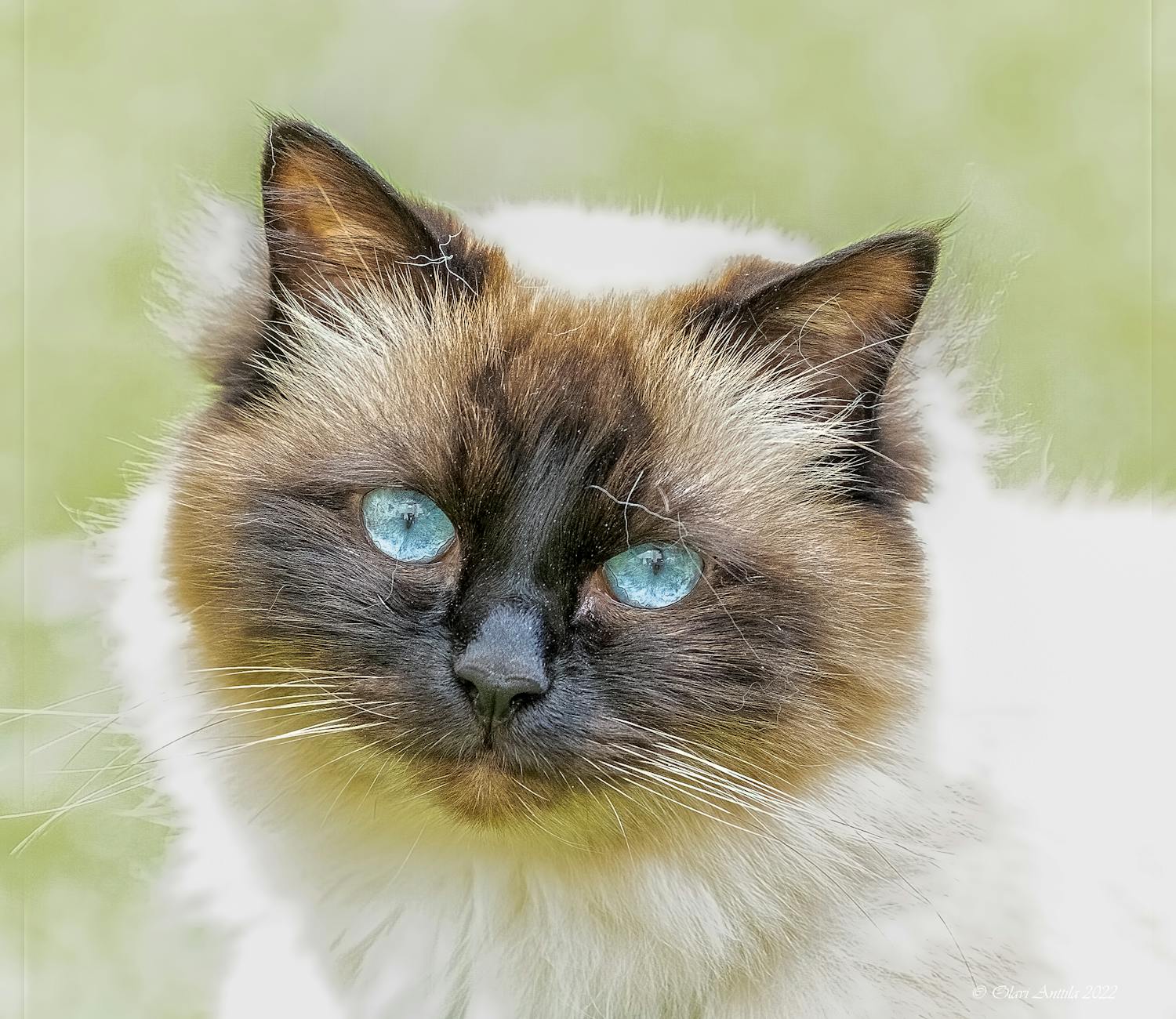 What Makes Ragdoll and Siamese Cats So Friendly?