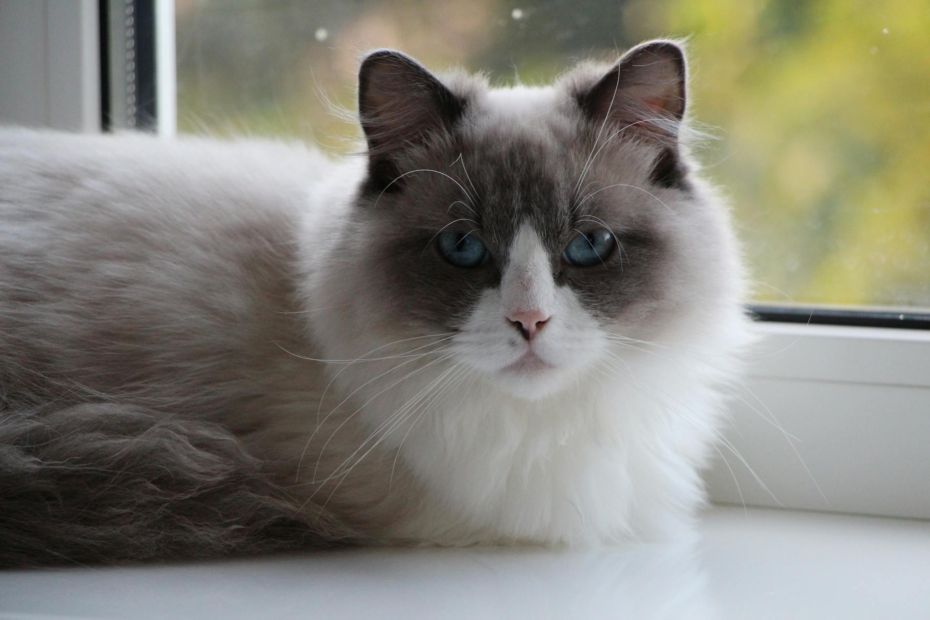 What Makes Ragdolls and Birmans the Quietest Blue-Eyed Breeds