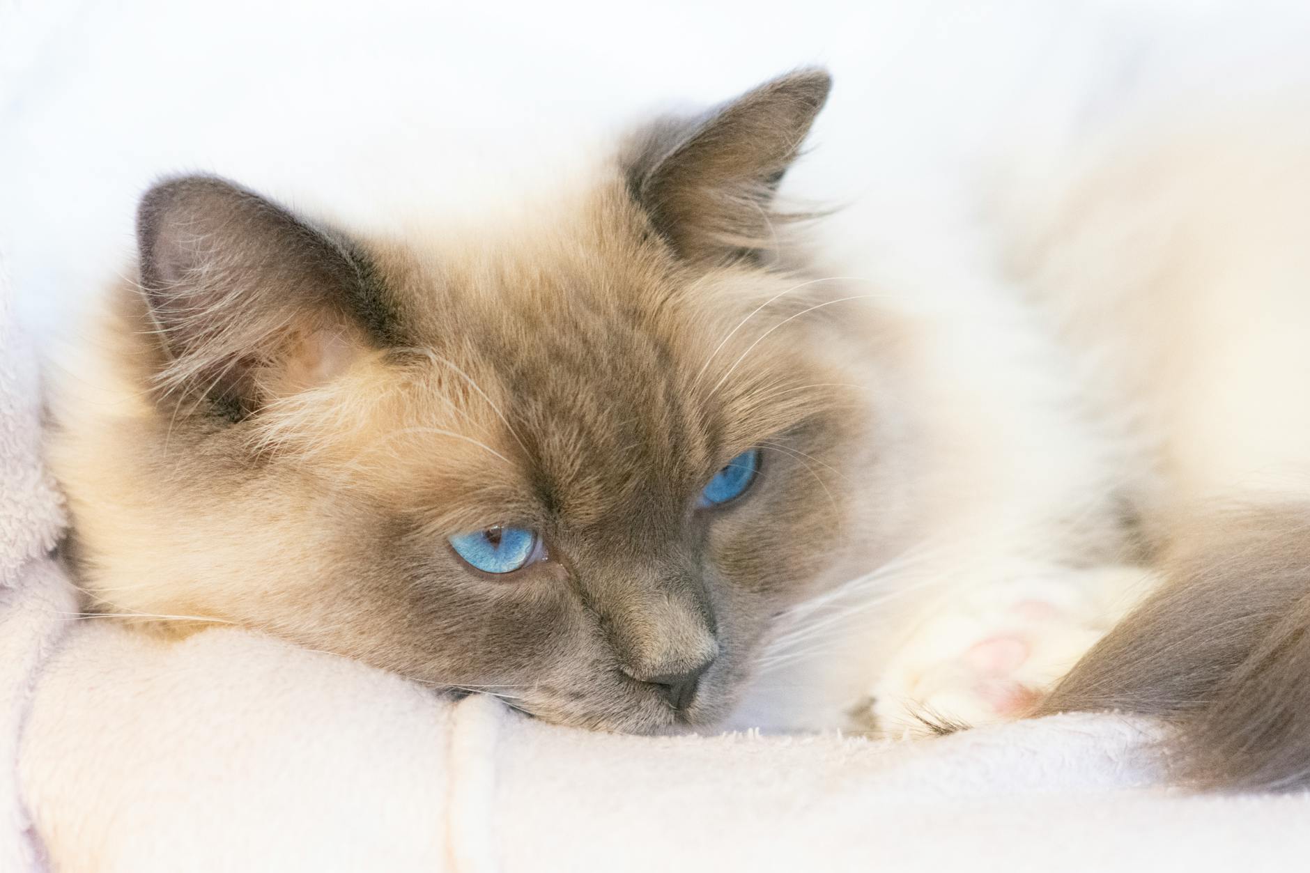 What Makes Ragdolls Distinctly Large Among Blue-Eyed Breeds