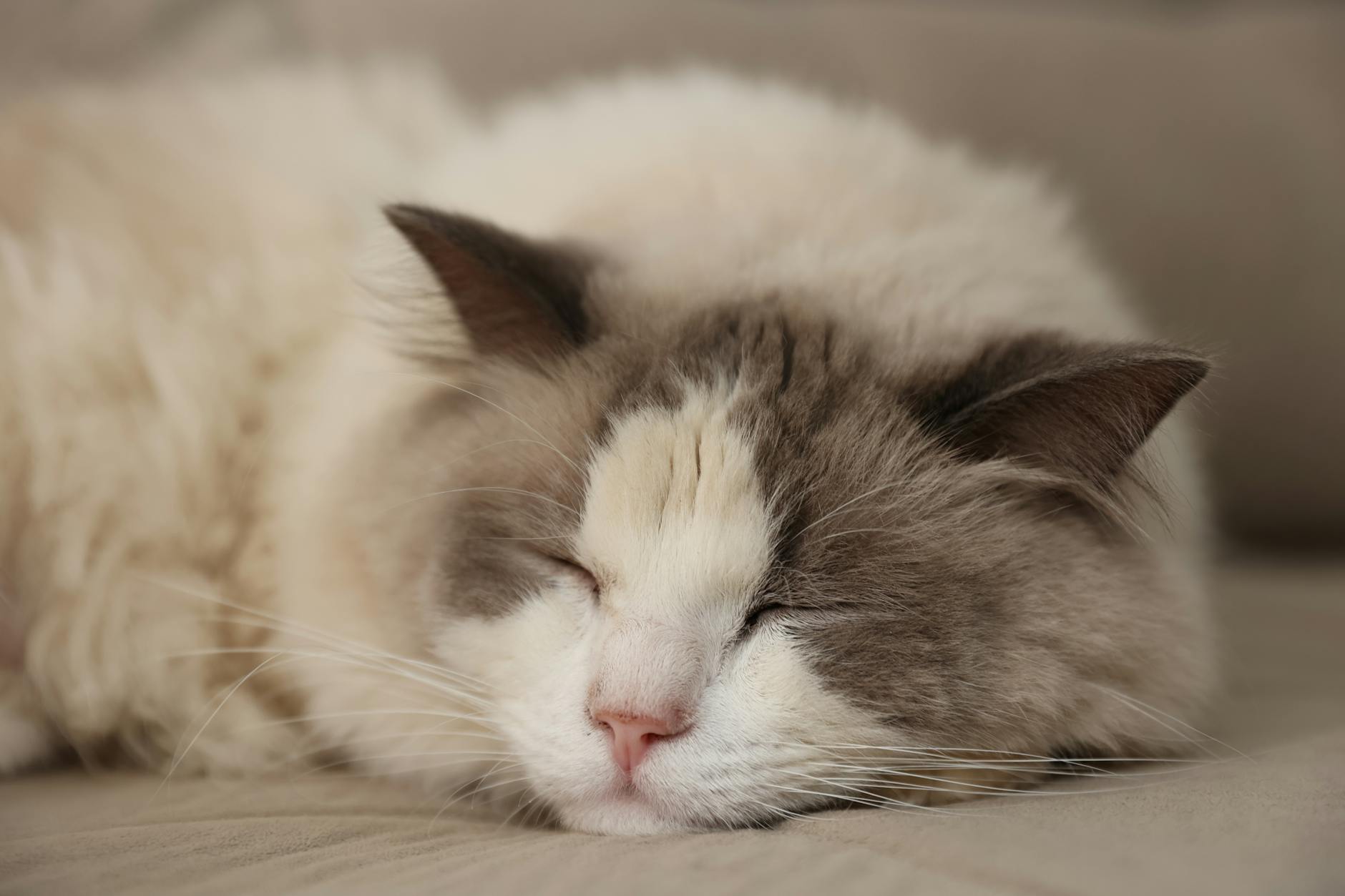 What Makes Ragdolls So Affectionate Compared to Other Blue-Eyed Cats?