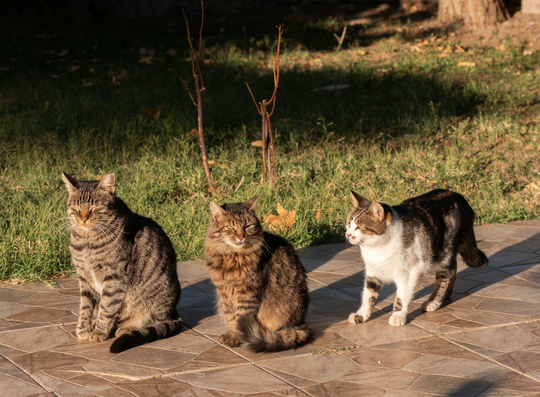 What Should You Do If Your Cat Licks Salad Dressing?