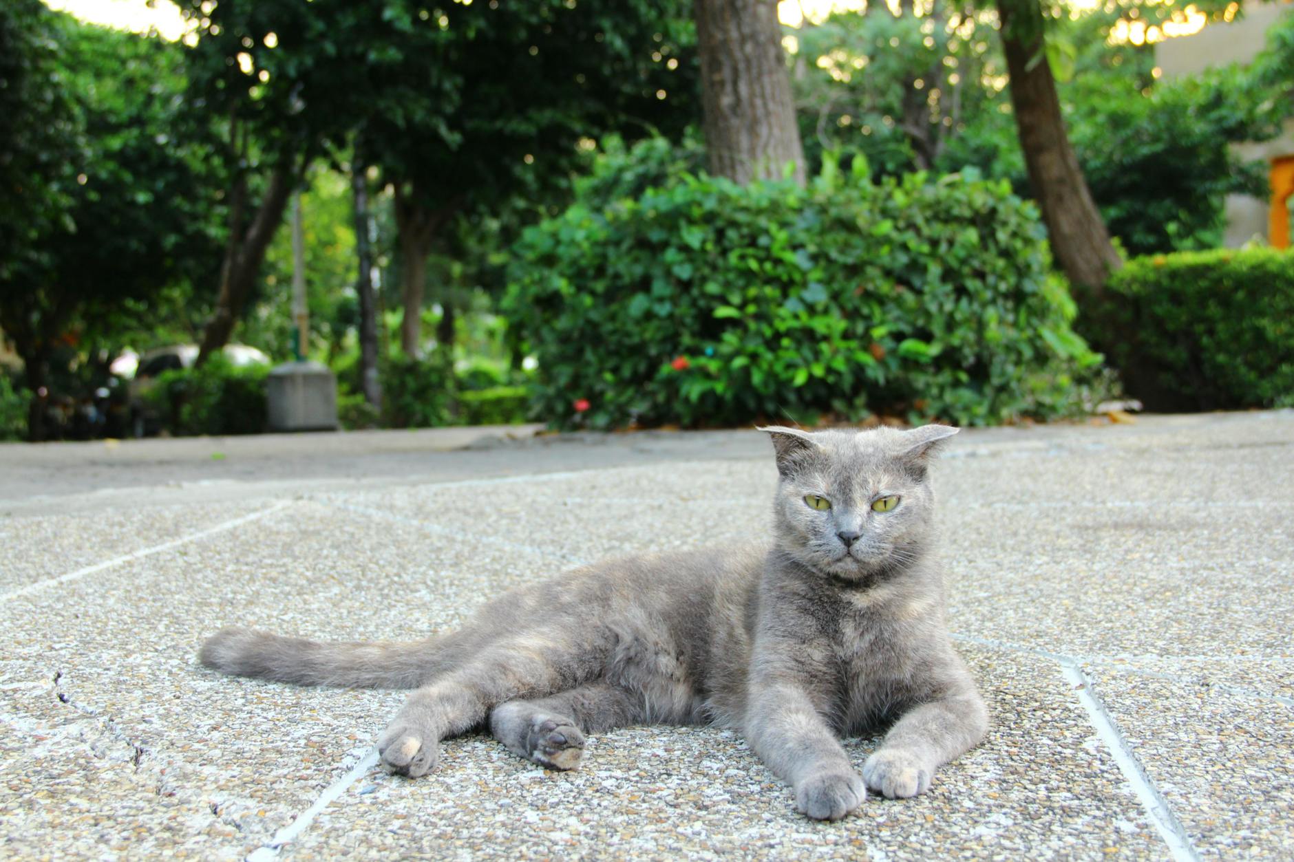 What To Do If Your Cat Ingests Spicy Food