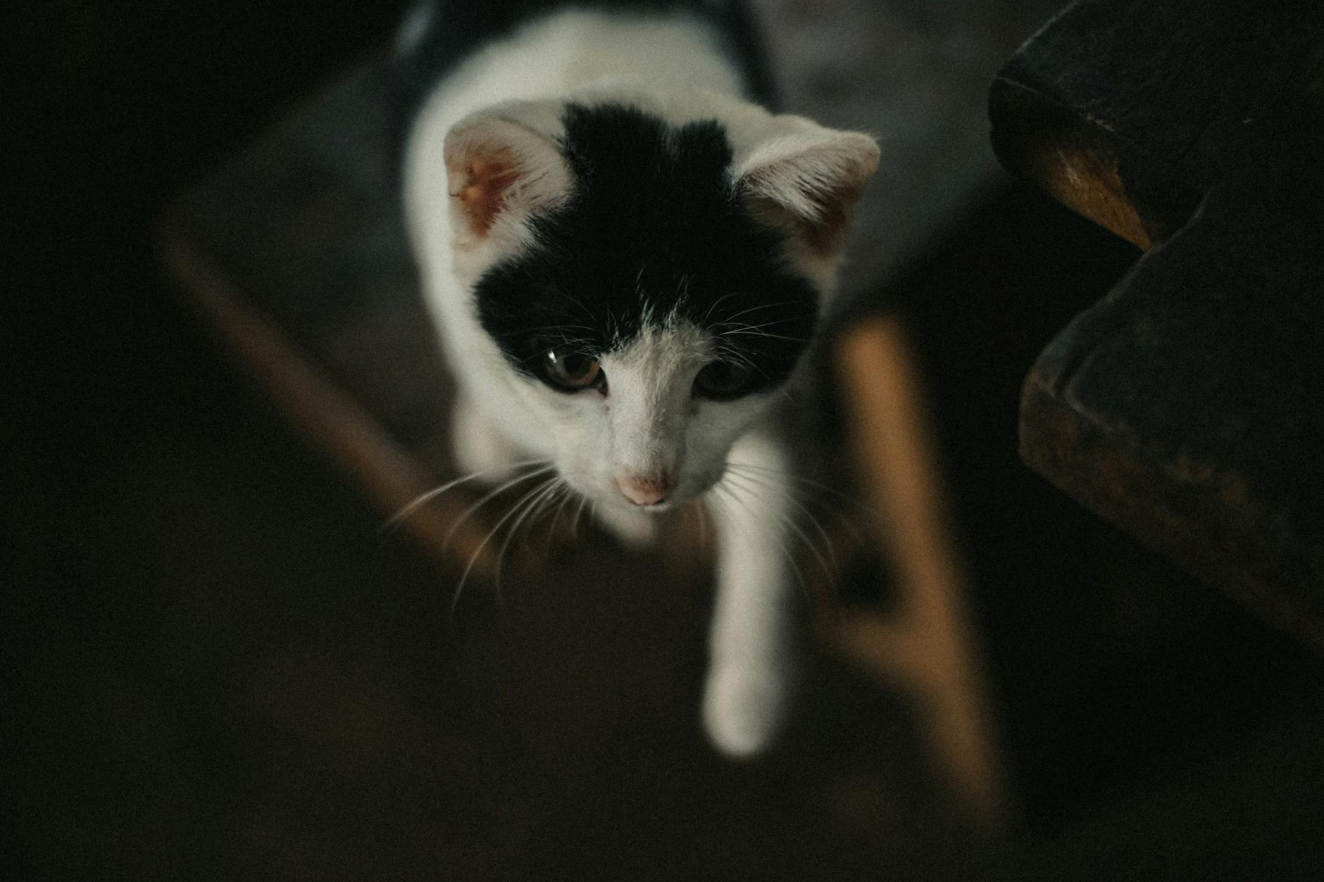 What to Do If Your Cat Ingests Soy Sauce