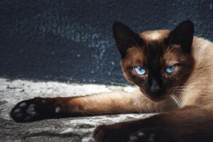 Which Blue Eyed Cat Breed Gets Very Large - Featured image