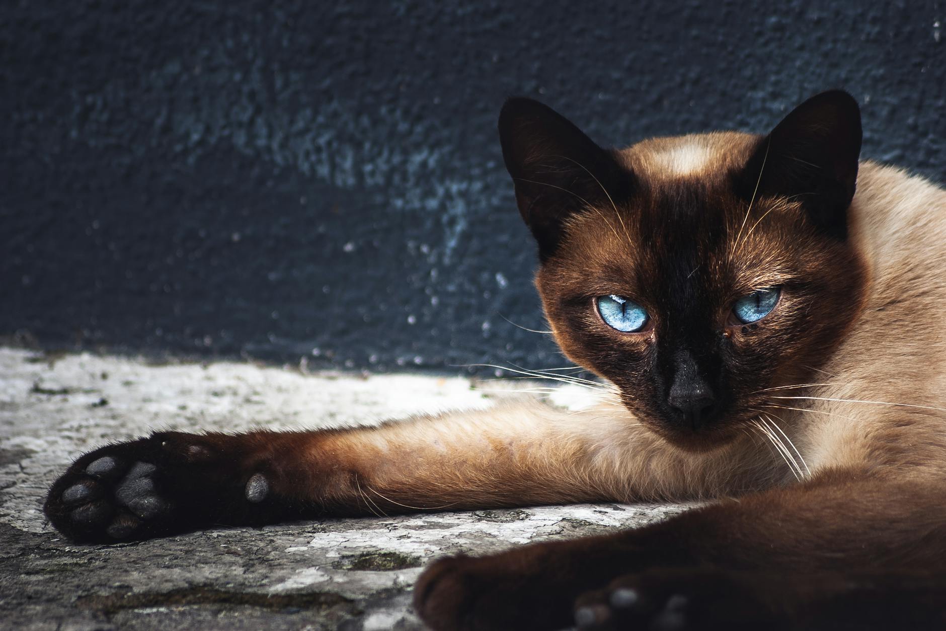 Which Blue Eyed Cat Breed Gets Very Large - Featured image