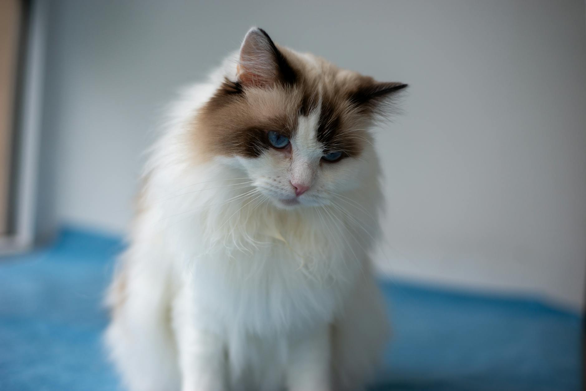 Which Blue Eyed Cat Breed Is Best for Families - Featured image