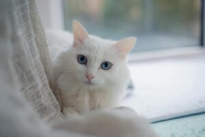 Which Blue Eyed Cat Breed Is Best for Allergy Sufferers - Featured image