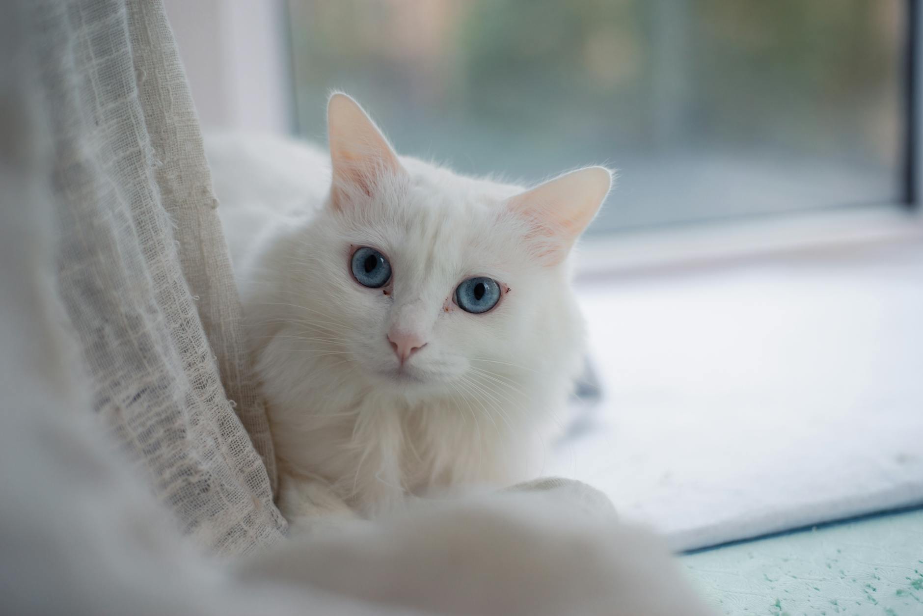 Which Blue Eyed Cat Breed Is Best for Allergy Sufferers - Featured image