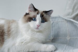 Which Blue Eyed Cat Breed Is Best for Apartments - Featured image
