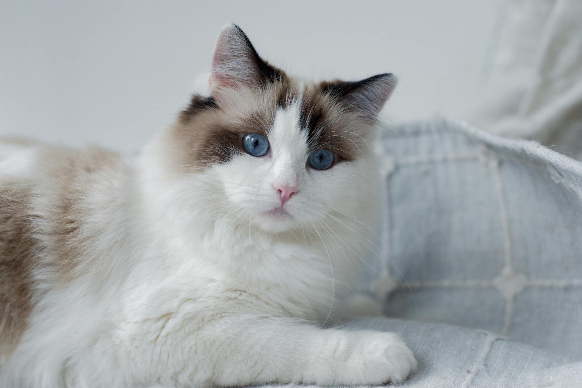 Which Blue Eyed Cat Breed Is Best for Apartments - Featured image