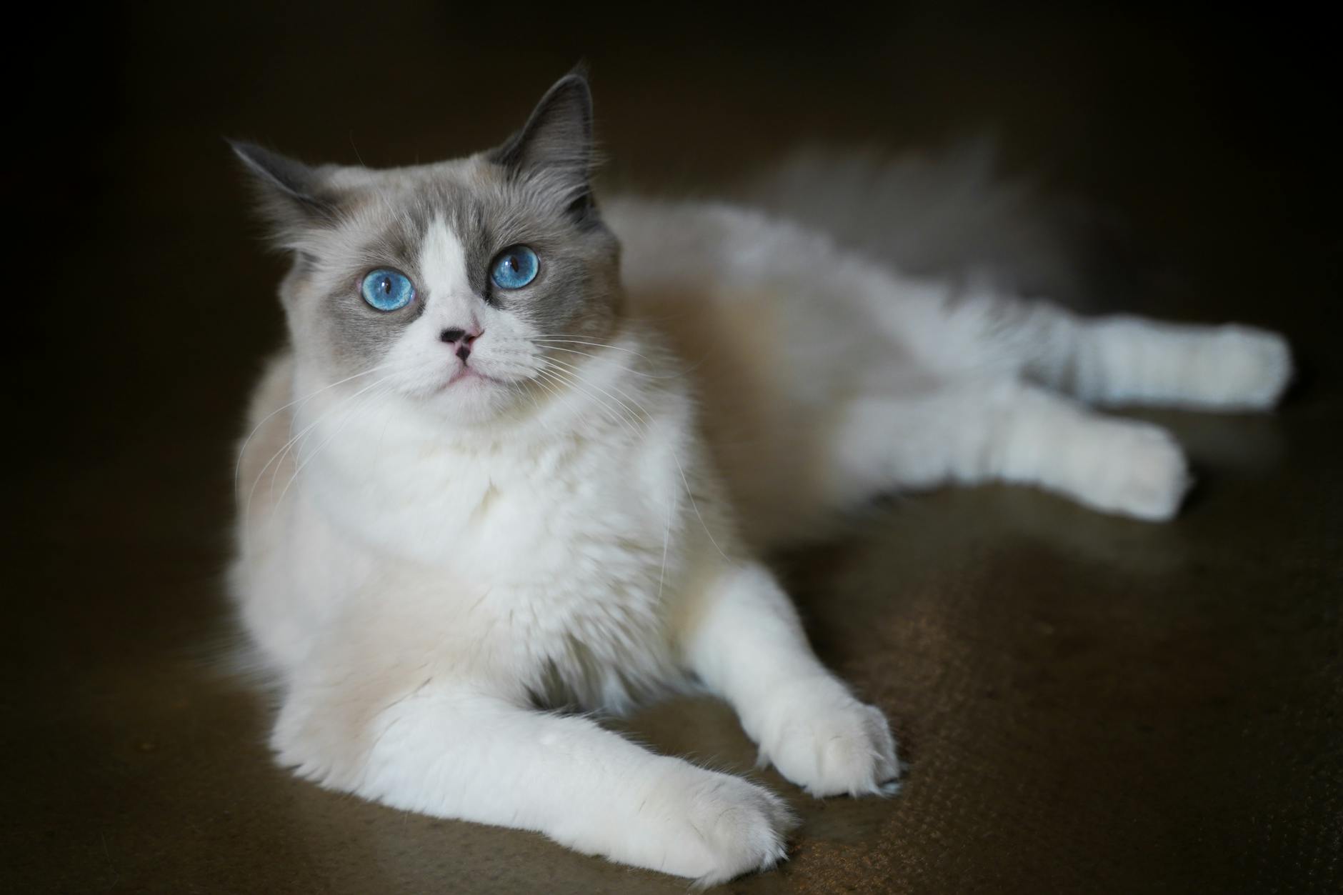 Which Blue Eyed Cat Breed Is Good With Dogs - Featured image
