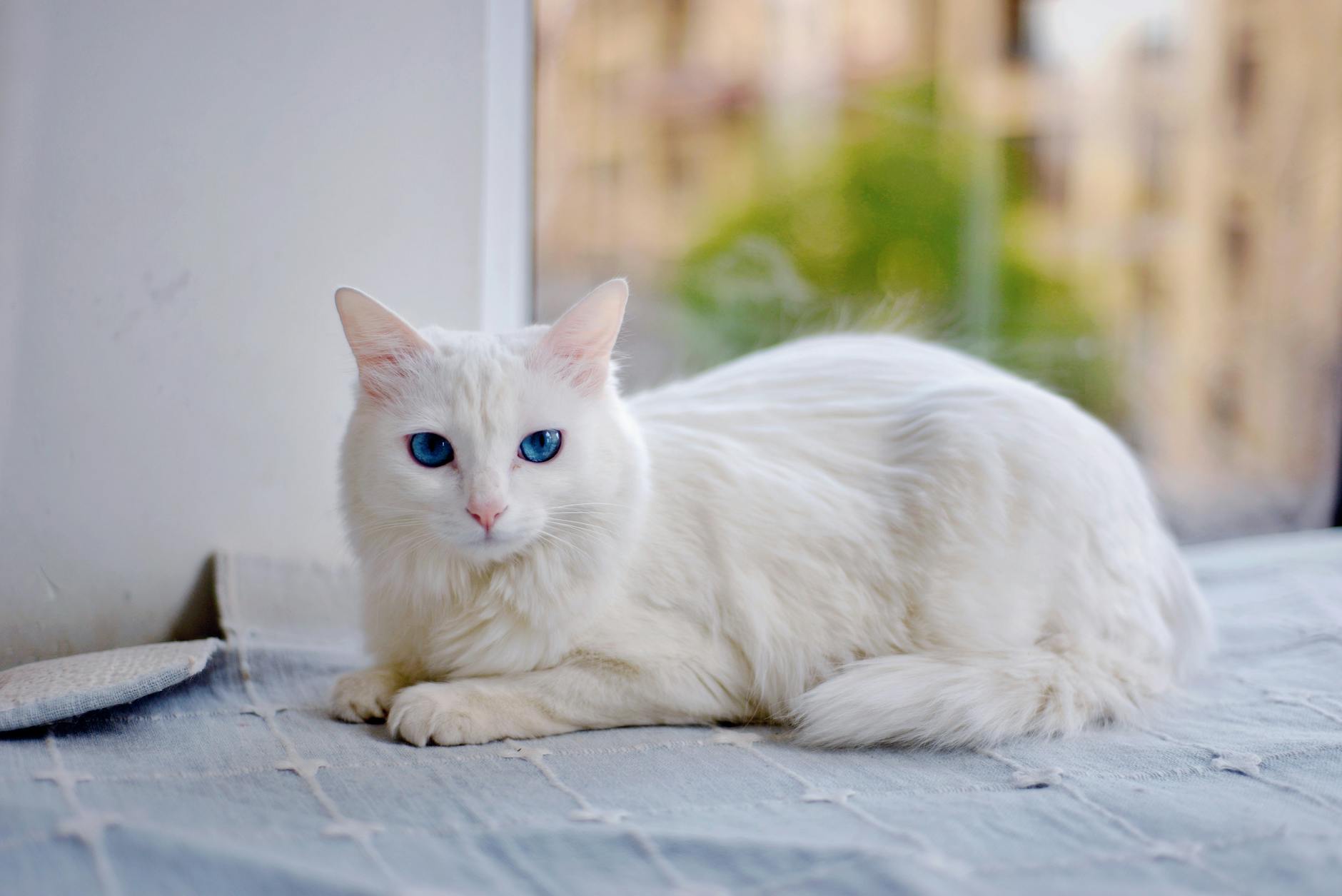 Which Blue Eyed Cat Breed Needs the Most Grooming - Featured image