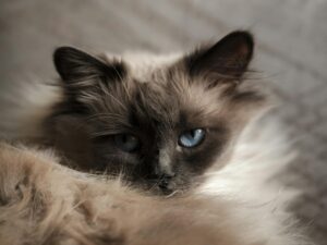 Which Blue Eyed Cat Breed Sheds the Least - Featured image