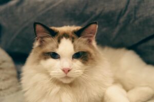 Which Blue Eyed Cat Breed Stays Small - Featured image