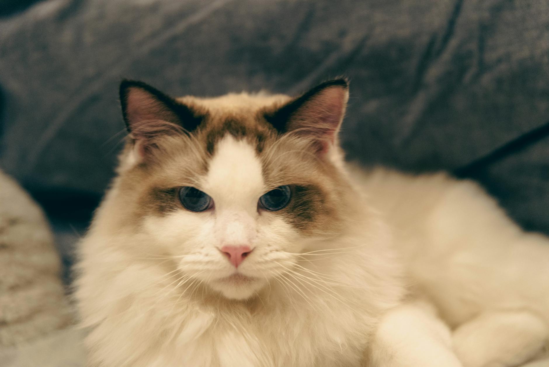Which Blue Eyed Cat Breed Stays Small - Featured image